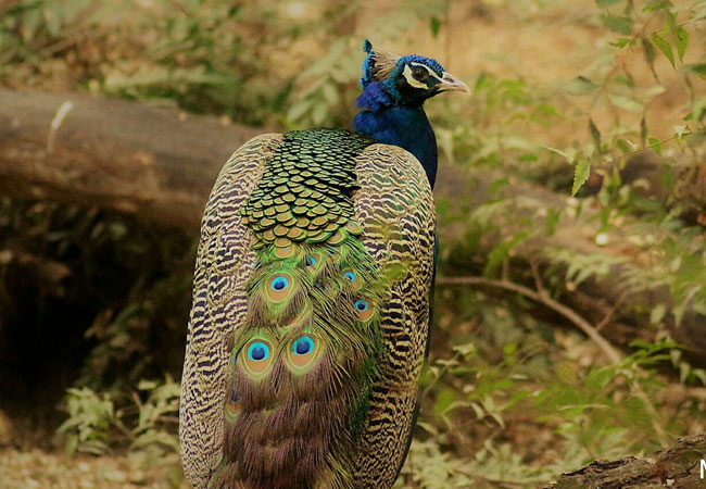 Peacock-Mangesh-bawankar