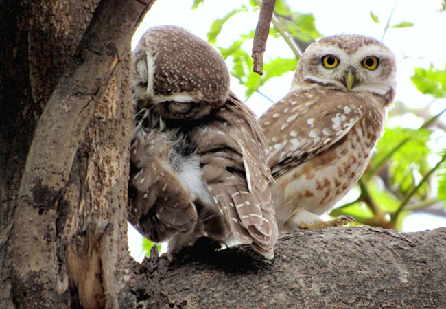 Spotted-owlet-Soumya-Shubhra-Nag
