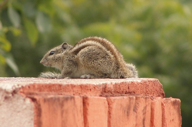 Squirrel