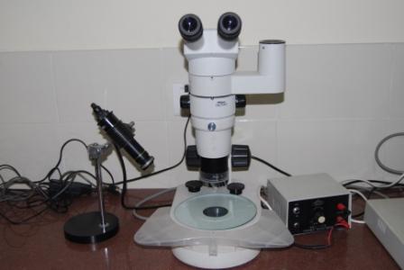 Stereozoom microscope