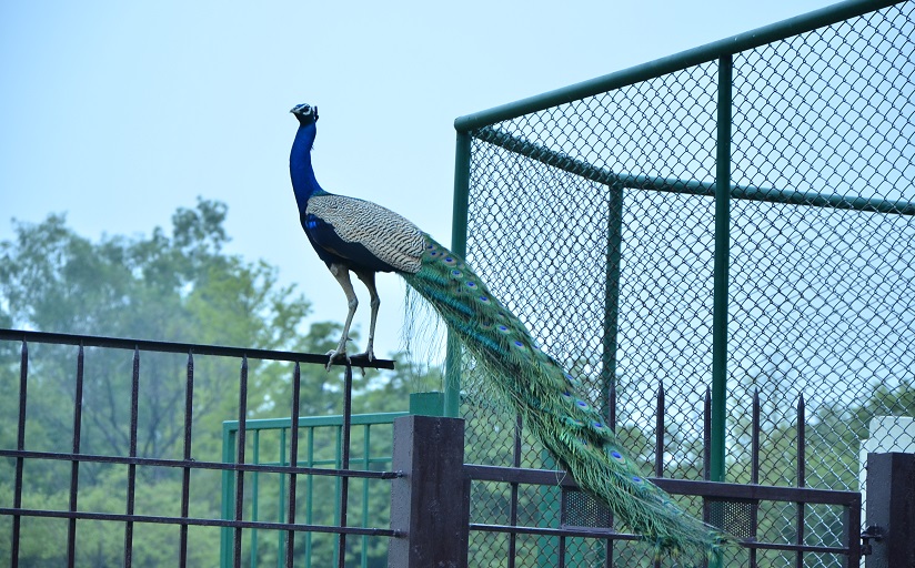 animal welfare