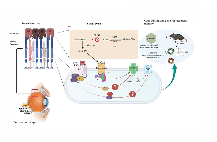 Next-Generation Genome Engineering & Chemo-genetic Platform Technologies for Gene Therapy of Ocular Disorders