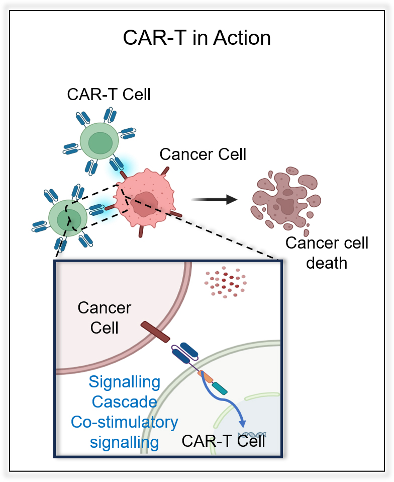 Switchable Tandem CAR-T Cells Targeting tMUC1 and ROR1 for Breast Cancer Immunotherapy