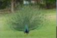 Peacock in IIT Kanpur
