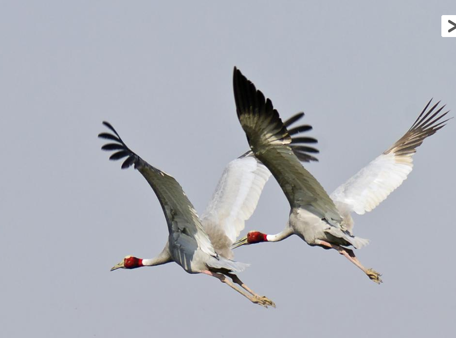 Sarus crane in IIT Kanpur 